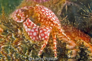 Spotted Porcelain Crab. D300-60mm by Larry Polster 